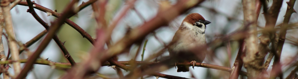 Birbs. Image by author.